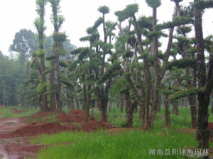 丛生香泡