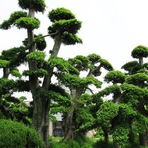 造型榆树