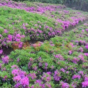 江苏沭阳鼎峰园林苗木场