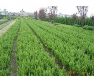 大中型苗圃未来出路何在