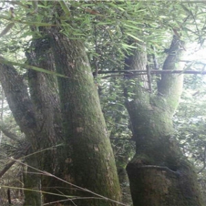 如皋市纪港村：发展苗木种植 打造绿色乡村