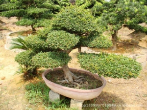 苗木价格