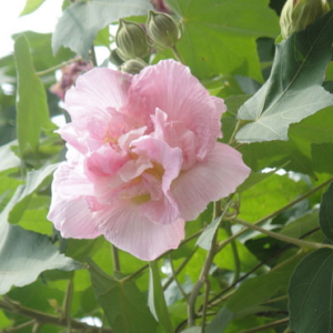 花木销售回暖 价格便宜一两成